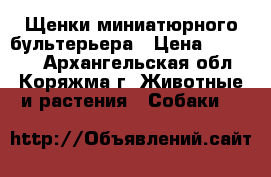 Щенки миниатюрного бультерьера › Цена ­ 45 000 - Архангельская обл., Коряжма г. Животные и растения » Собаки   